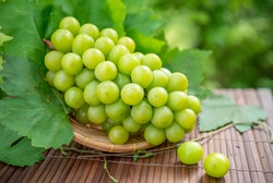 Shine Muscat Grape with leaves in blur background, Green grape in Bamboo basket on wooden table in garden