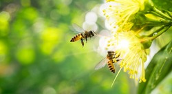 ฺBee collecting pollen at yellow flower. Bee flying over the yellow flower in blur background