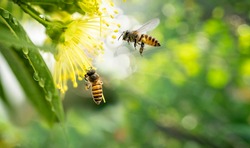 ฺBee collecting pollen at yellow flower, Bee flying over the yellow flower in blur background.