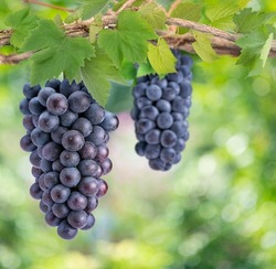 Bunch of Black Wine grape on a branch over green natural garden Blur background, Kyoho Grape with leaves in blur background.