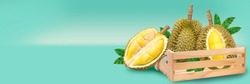 Fresh durian fruit with leaf isolated on green colour background With clipping path, Fresh durian fruit banner.