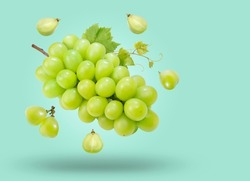 Sweet Green grape isolated on  green background, Japanese Shine Muscat Grape with leaves isolated on green background, With clipping path.