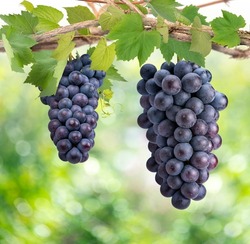 Bunch of Black Wine grape over green natural vineyard garden background, Kyoho Grape with leaves in blur background.