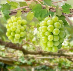 Sweet green grape on a branch over green natural garden Blur background, Bunch of Shine Muscat Grape with leaves in blur background.