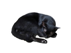 Cat, Black cat sleeping, Cat black color on white background