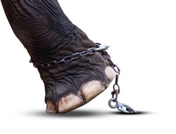 Elephant's leg and chain isolated on white background, Elephant is tortured, Image meaning of Elephants was battered with Elephant leg tied with chains in quarantine area