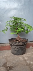 tamarind small tree bonsai material