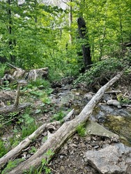 A hike through the mountains, viewing forests and streams, leading to Dark Hollow Falls at Shenandoah National Park.