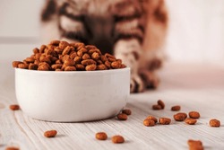 Dry pet food is in a white porcelain bowl and scattered across the floor with a cat sitting in the background. Close-up.