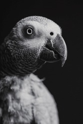bird parrot grey eye feather
