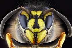 Super macro portrait of a wasp on a black background. Full-face macro photography. Large depth of field and a lot of details of the insect.