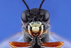 Super macro portrait of an underground wasp. Stacking Macro photo of an insect on a blue background. Incredible details of the animal.
