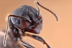 Super macro portrait of an ant. Stack macro photo. Incredible detail of the ant photo.