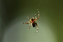 A spider is hanging on a web thread on a colored background. Macro photo of an insect in natural conditions