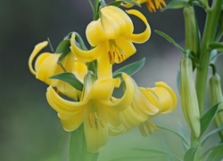 Beautiful  Caucasian lily blooming with yellow flowers