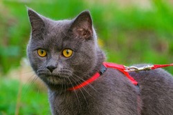 Young British blue shorthair cat in harness. Purebred gray cat with yellow eyes.