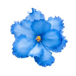 Blue flower
