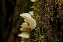 white mushrooms growing on mossy tree