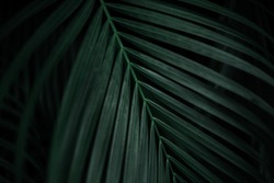 Strong deep green palm tree leaves with dark background and deep shading. Deep color palm tree leaf. Tropical background. 