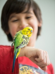 Kid playing with his pet parrot