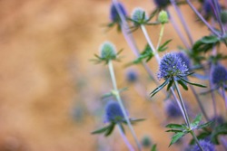 Faded thistle in the meadow. Spiky blue flowers on a branch. Warm autumn blurred background