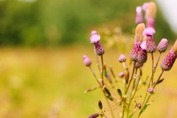 Thistle blossom in the meadow. Purple or pink flowers with white fluff on a branch. Warm blurred background