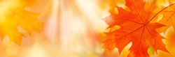Golden yellow orange red maple leaves close-up on the blurred background. Sunlight. Bright autumn foliage background. Fall panoramic backdrop. Copy space 