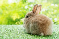 Easter animal bunny concept. Back of fleecy adorable baby brown rabbit looking at something while sitting alone on green grass over nature background.