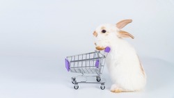 Adorable little fluffy baby white brown rabbit bunny pushing empty mini shopping cart while standing over isolated white background. Easter animal and shop supermarket concept.