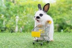 Adorable baby rabbit white black pushing empty yellow shopping basket cart while walking on green grass over nature background. Rabbit open mouth yawning. Easter bunny animal and shop online concept.