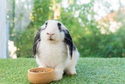 Adorable Holland lop rabbit bunny eating dry alfalfa hay field in pet bowl sitting on green grass over bokeh green background. Cuddly healthy rabbit white black bunny feeding meal in wood bowl meadow.