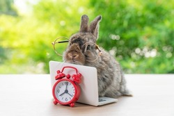 Baby bunny rabbit with small laptop, alarm clock sitting on wooden. Lovely baby rabbit brown-grey bunny wearing eyeglasses learning online on bokeh nature. Easter animal, technology e-learning concept