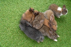 Group of eight cuddly furry rabbit bunny lying down sleep together on green grass over natural background. Family baby rabbits sitting togetherness on lawn. Easter newborn bunny family concept.