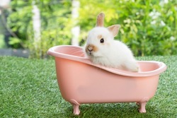 Lovely rabbit baby bunny sitting in pink bathtub on green grass over bokeh nature background. Cuddly little rabbit brown bunny in white tub looking at something on meadow green background. Easter 