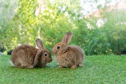 Cuddly furry rabbit bunny brown with family sitting and playful together on green grass over natural background. Two family baby bunny spring time on lawn. Easter newborn bunny family pet concept.
