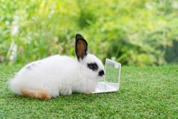 Tiny cuddly rabbit bunny with small laptop sitting on the green grass. Lovely white black baby rabbit looking at something with notebook on lawn natural background. Easter fluffy bunny concept