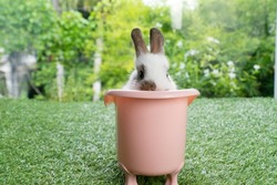 Lovely rabbit baby bunny sitting in pink bathtub on green grass over bokeh nature background. Cuddly little rabbit brown bunny in white tub looking at something on meadow green background. Easter 