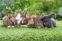 Group of five cuddly furry rabbit bunny lying down sleep together on green grass over natural background. Family baby rabbits sitting togetherness on lawn spring time. Easter newborn bunny family.