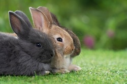 Cuddly furry rabbit bunny sitting and lying down sleep together on green grass over natural background. Close up face little rabbit bunny sitting together on spring grass. Select focus. Easter bunny.