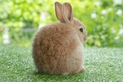 Adorable fluffy baby bunny rabbit sitting alone on green grass over natural background.  Back side of furry cute brown bunny wild-animal playful single at outdoor. Easter animal concept.