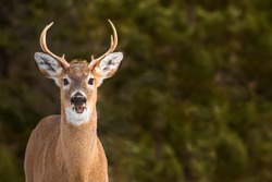 White-tailed Deer - Odocoileus virginianus, portrait of a young buck in the early morning sun.  Direct eye contanct.  Open mouth like a smiling face.