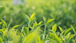 Green tea tree leaves field young tender bud herbal Green tea tree in camellia sinensis organic farm. Close up Fresh Tree tea plantations mountain green nature in herbal farm plant background morning