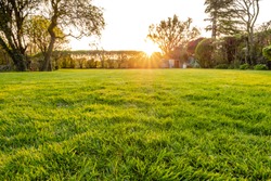 Ground level view of a well maintained and  recently cut lawn seen within a large garden just before sunset. Golden light is seen streaming in from a distant hedge in early summer.