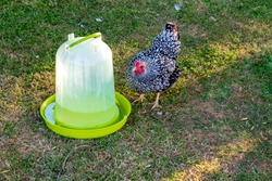 Wyandotte silver-laced hen seen using a fresh water drinker located in a summer garden. Part of a small flock, she is one of a number of hen's kept for there egg laying abilities.