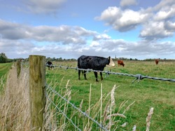 Close-up, view of a barbed-wire fence seen at the boundary of a dairy farm, showing  cattle in the background.