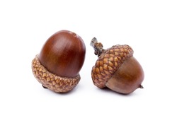Ripe acorns isolated on a white background 