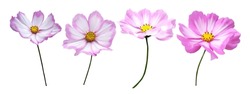 Beautiful pink cosmos, cosmea flowers set isolated on white background. Natural floral background. Floral design element