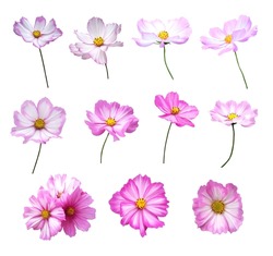 Beautiful cosmos, cosmea flowers set isolated on white background. Natural floral background. Floral design element