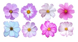 Beautiful cosmos, cosmea flowers set isolated on white background. Natural floral background. Floral design element