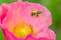 Honey Bee covered in pollen landing on pink flower.